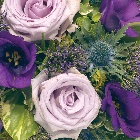 Posy   Purple,Blue and Lilac